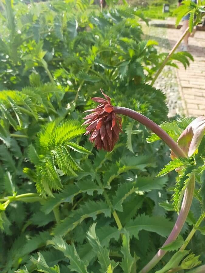 Melianthus maggiore 9