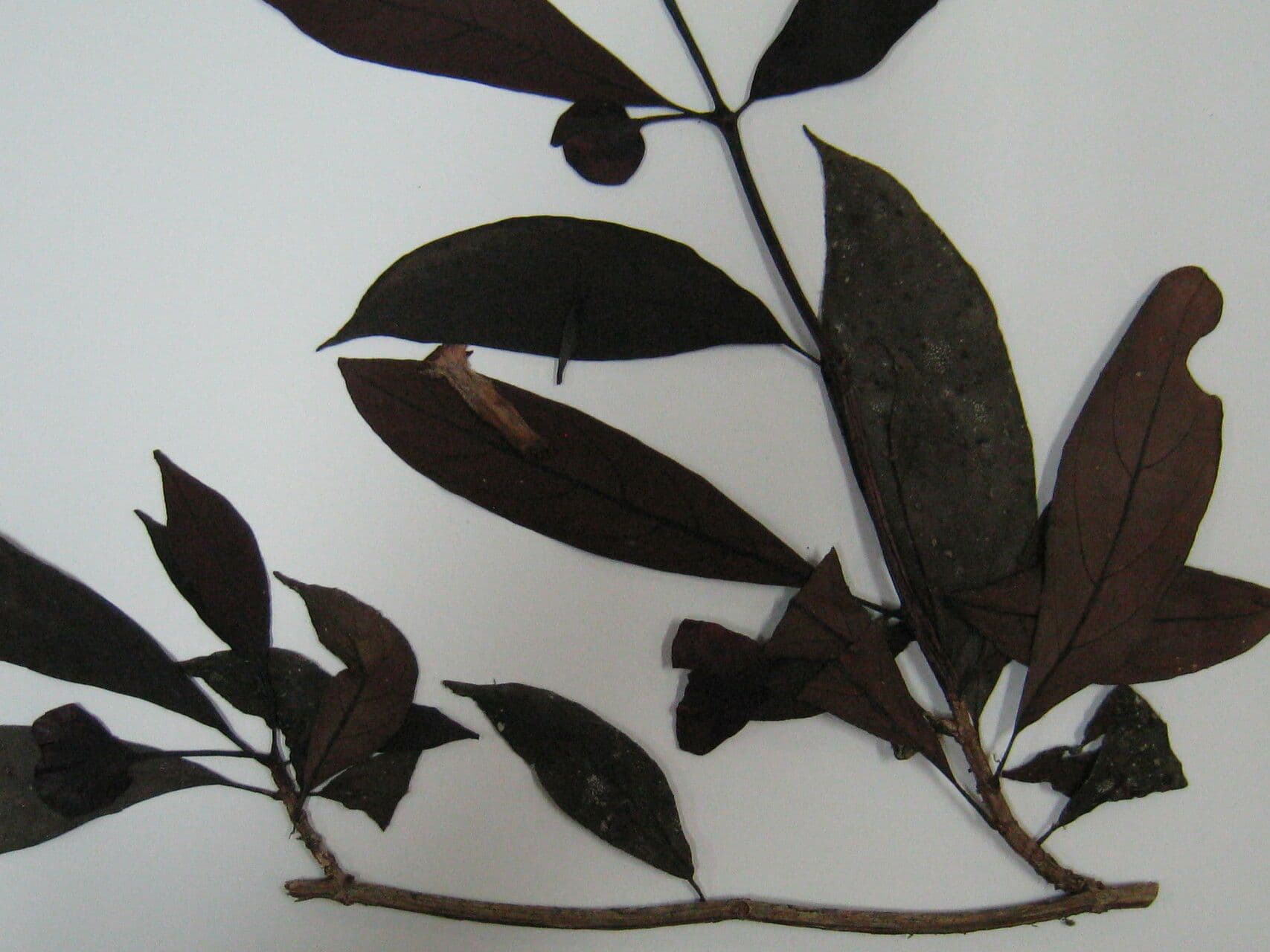 Drymonia coccinea 11