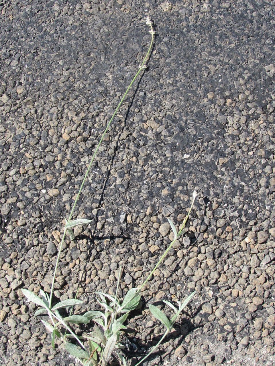 Froelichia floridská 9