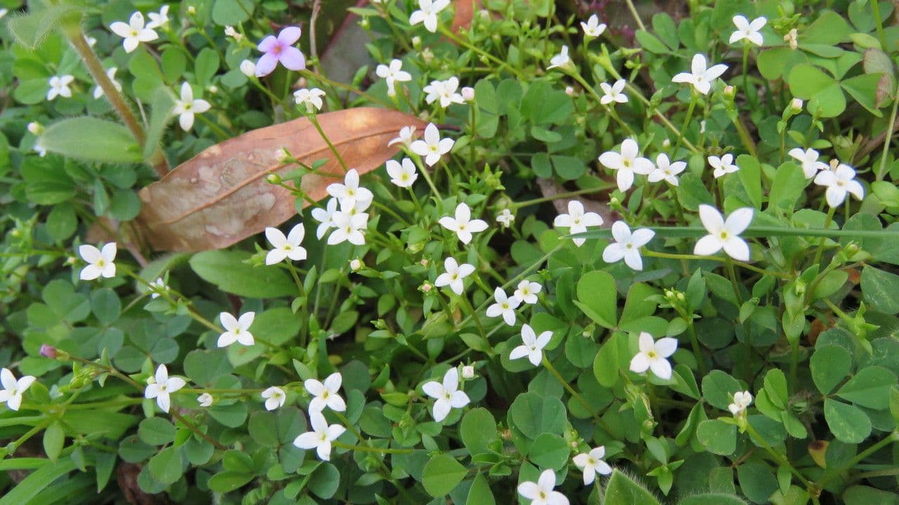 Houstonia micrantha 8