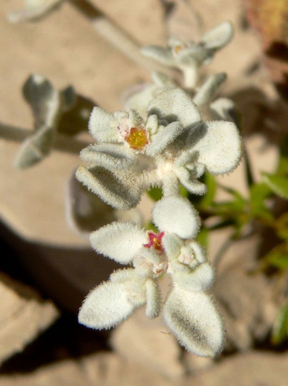 Strauchiger Honigsüß