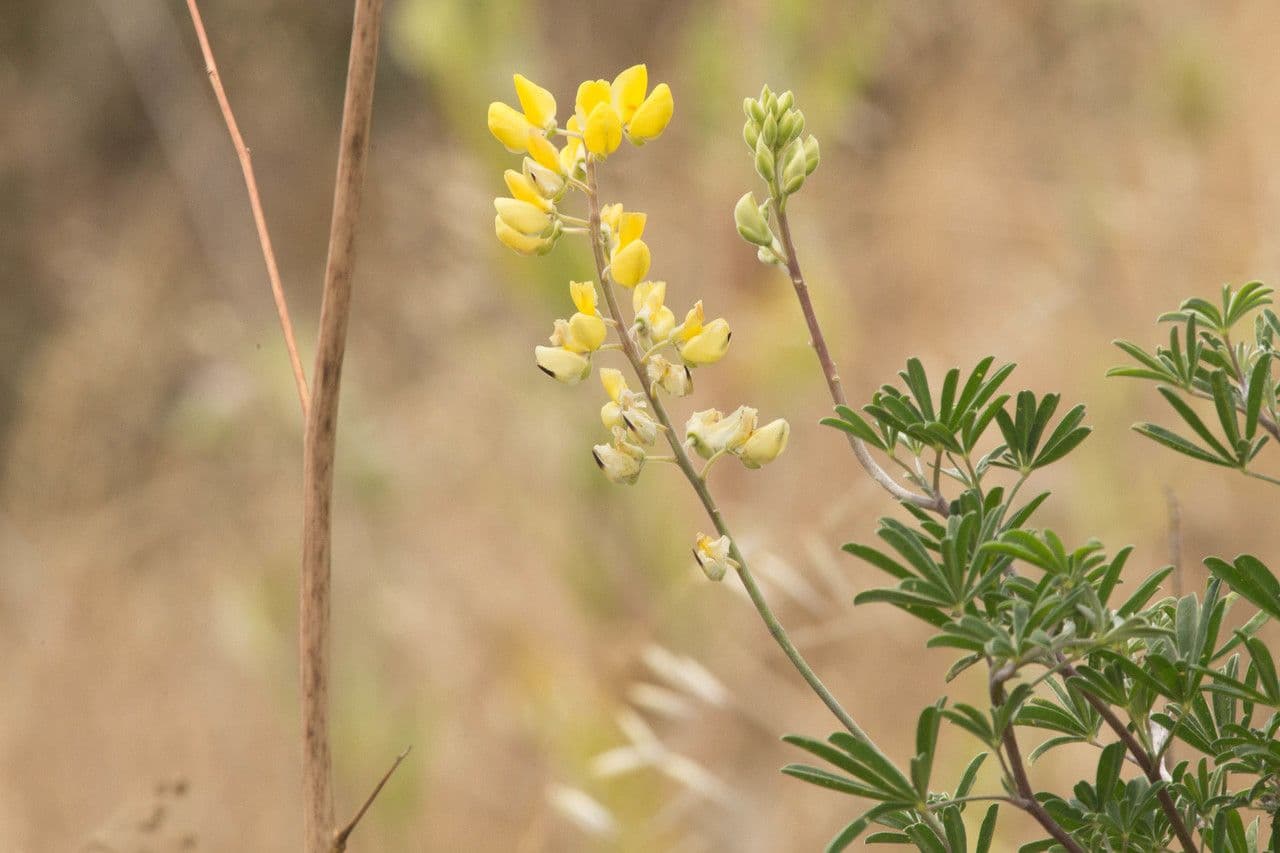 Baum-Lupine 11