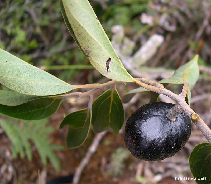 Cryptocarya 2