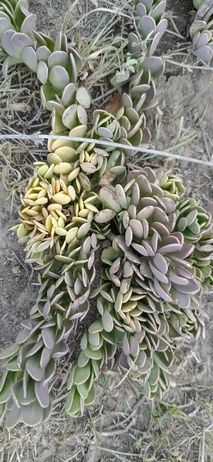 Rundblättrige Kalanchoe 7