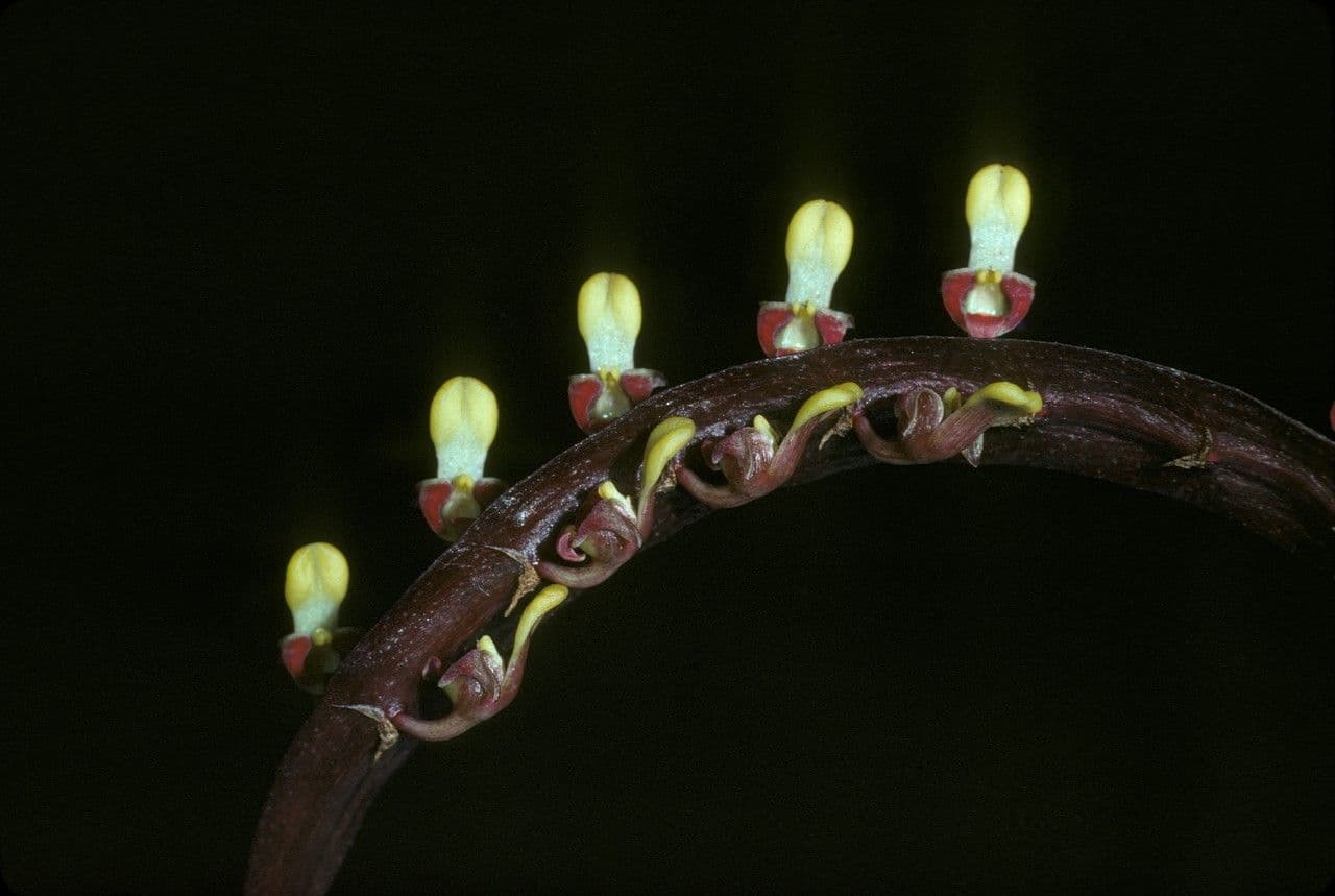 Bulbophyllum 3