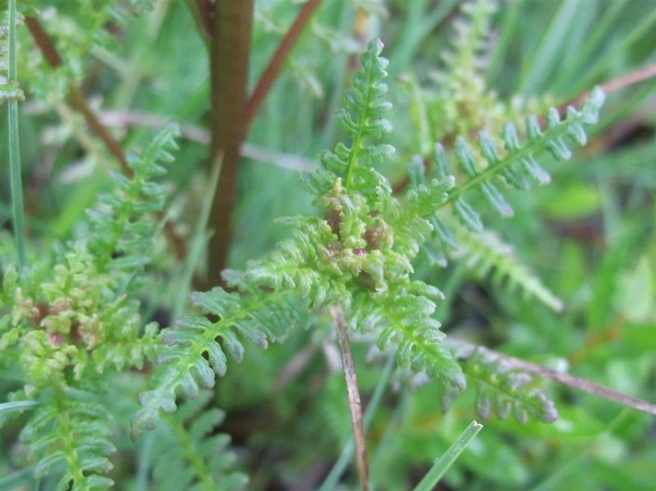 Pedicolare palude 18