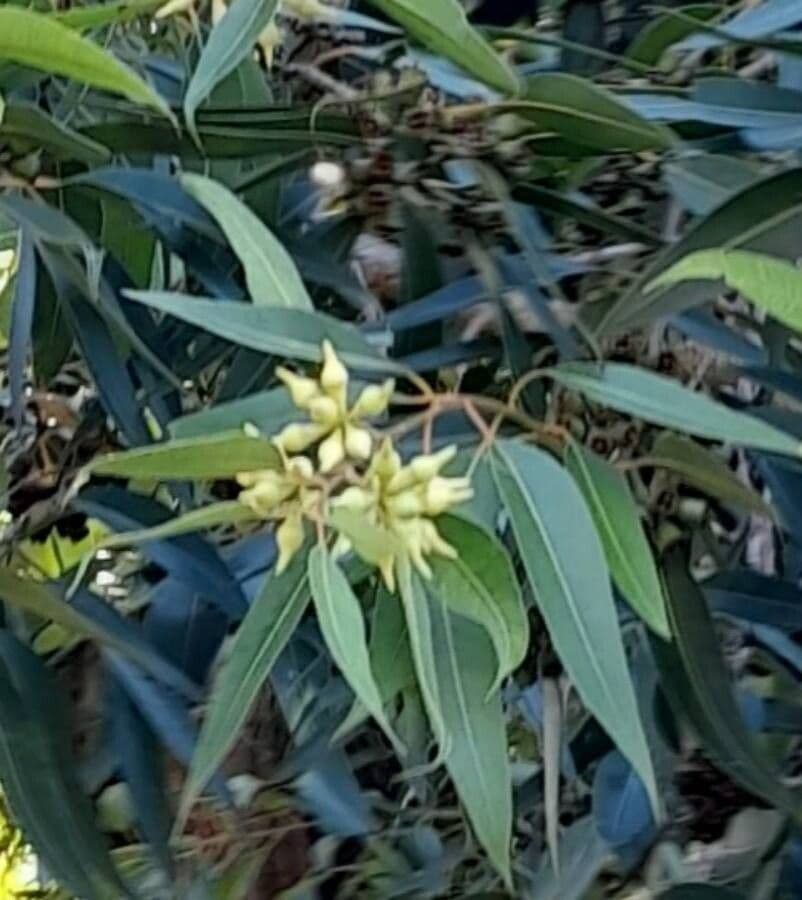 Eukalyptus" 2