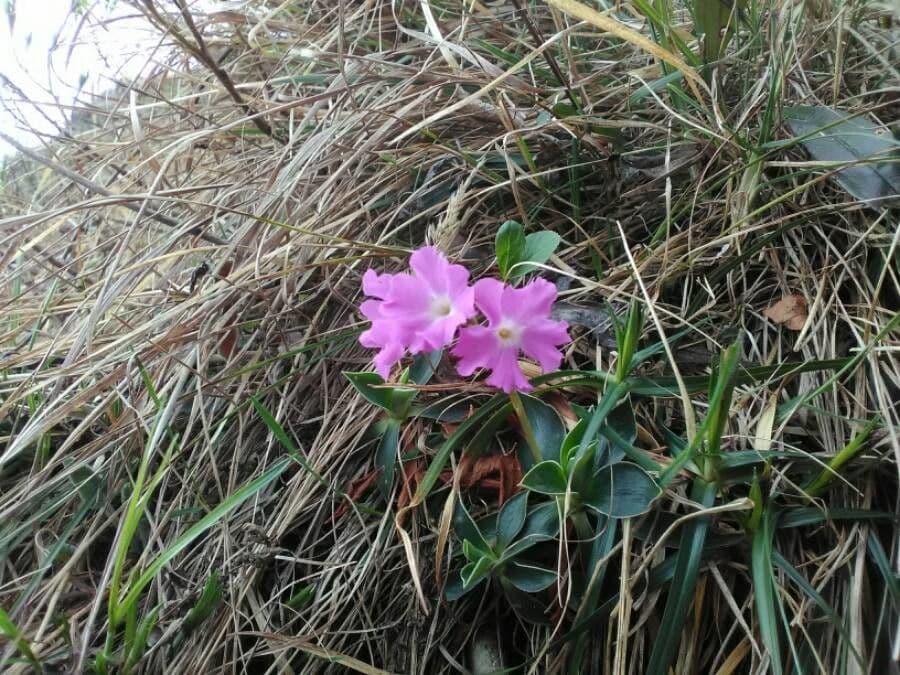 Primula 4