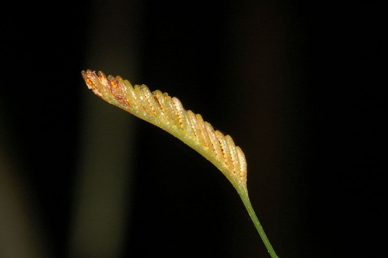 Schizaea 4