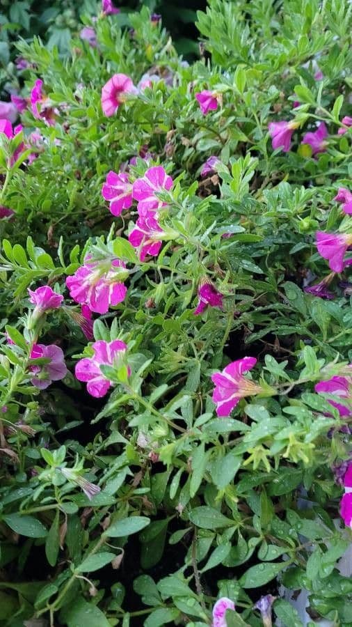 Kleinblütige Kalibrachoa 14