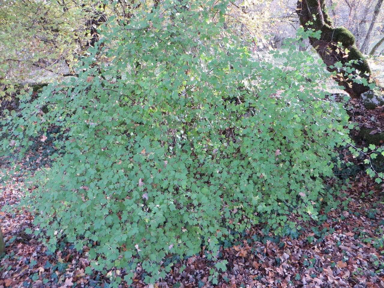 Ribes petraeum 11