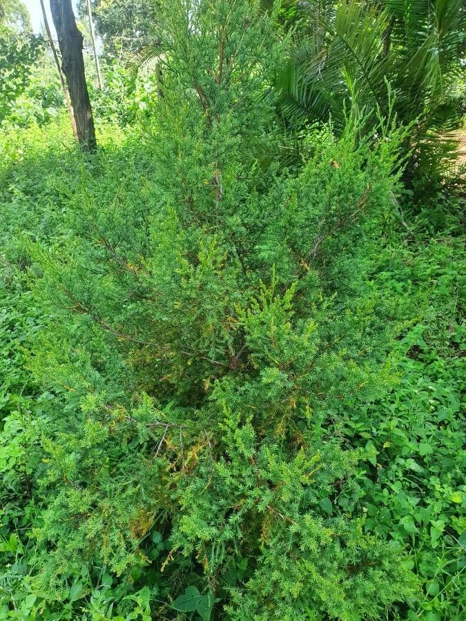 Ginepro africano 4