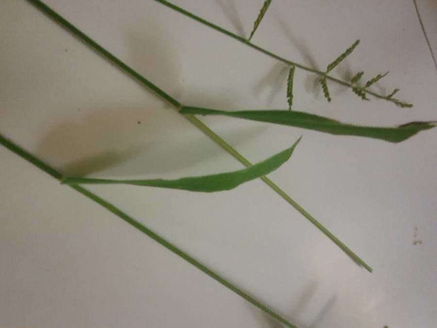 Moorochloa eruciformis 3