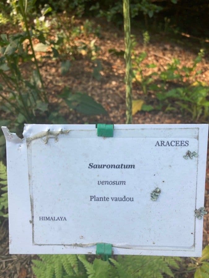 Sauromatum 20