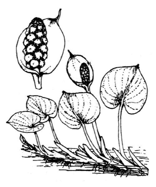 Calla di palude 29