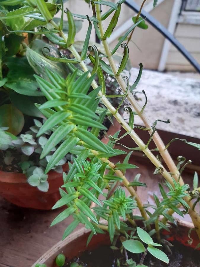 Rotala 2