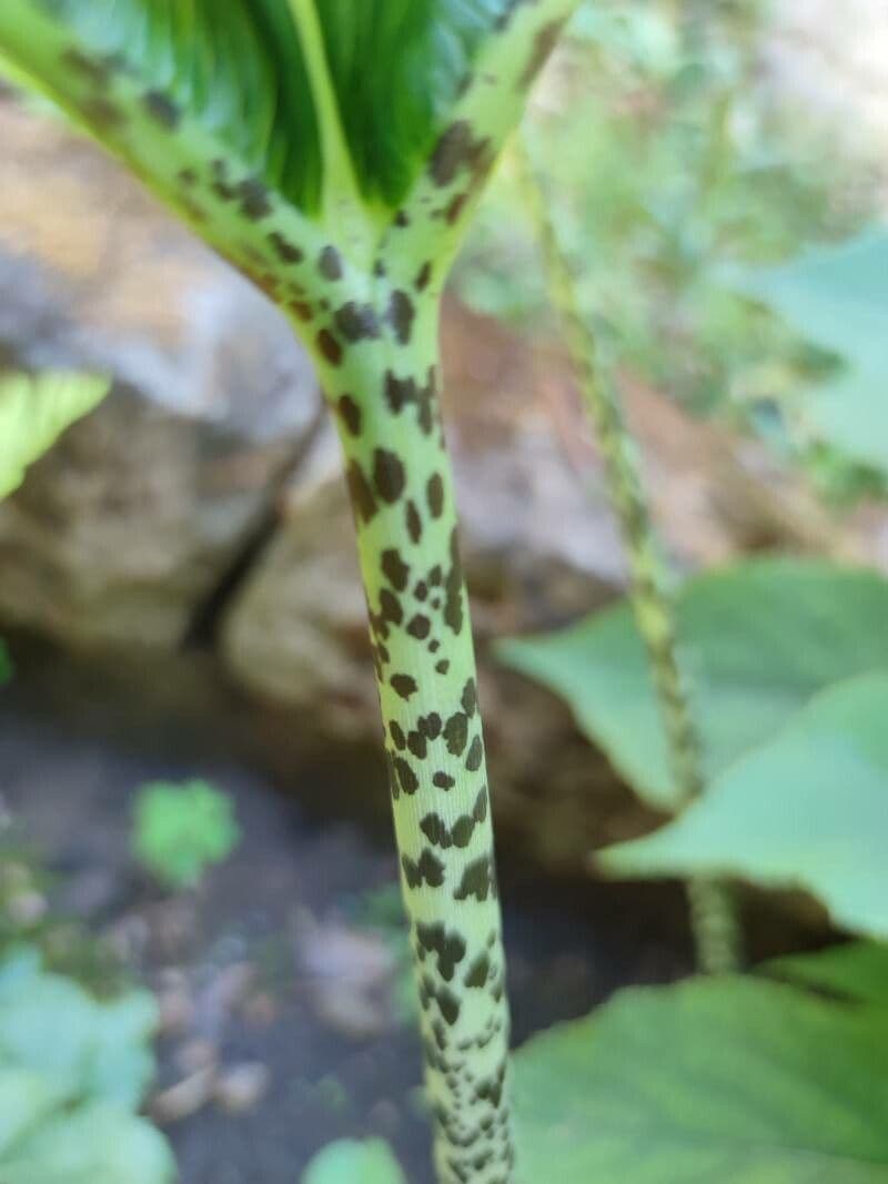 Sauromatum 16