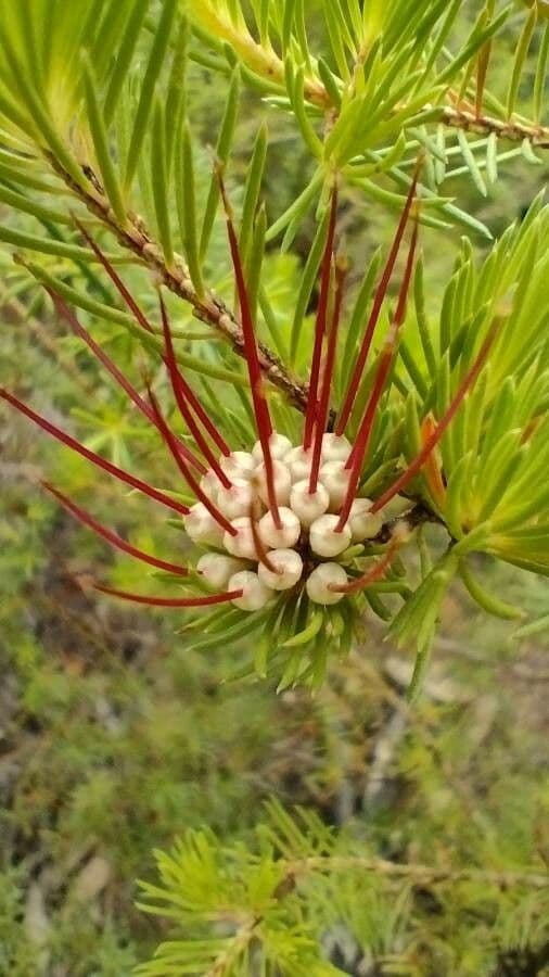 Darwinia fascicularis 2
