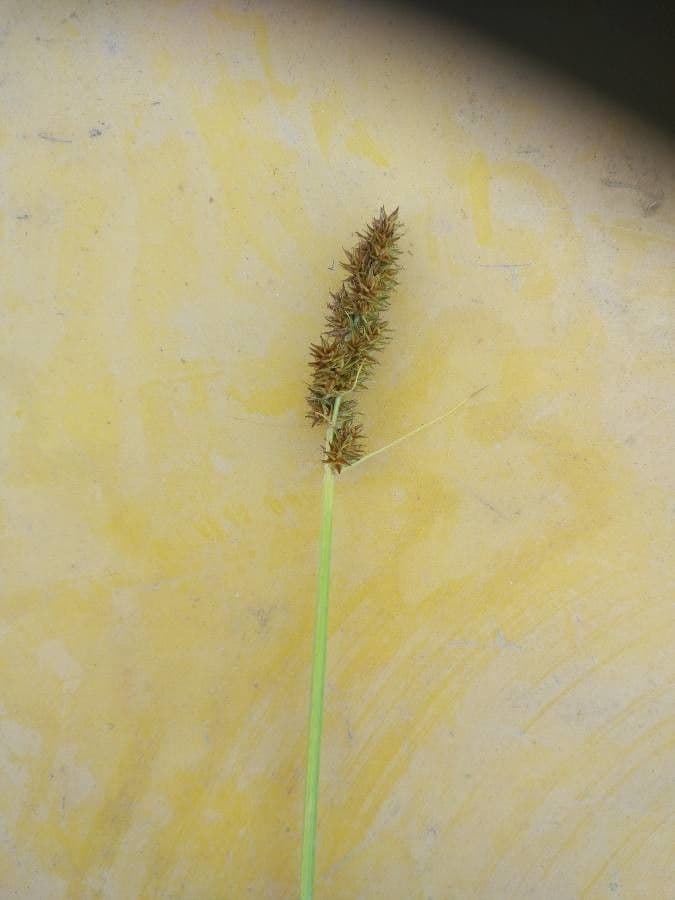 Carex vulpinoidea 8