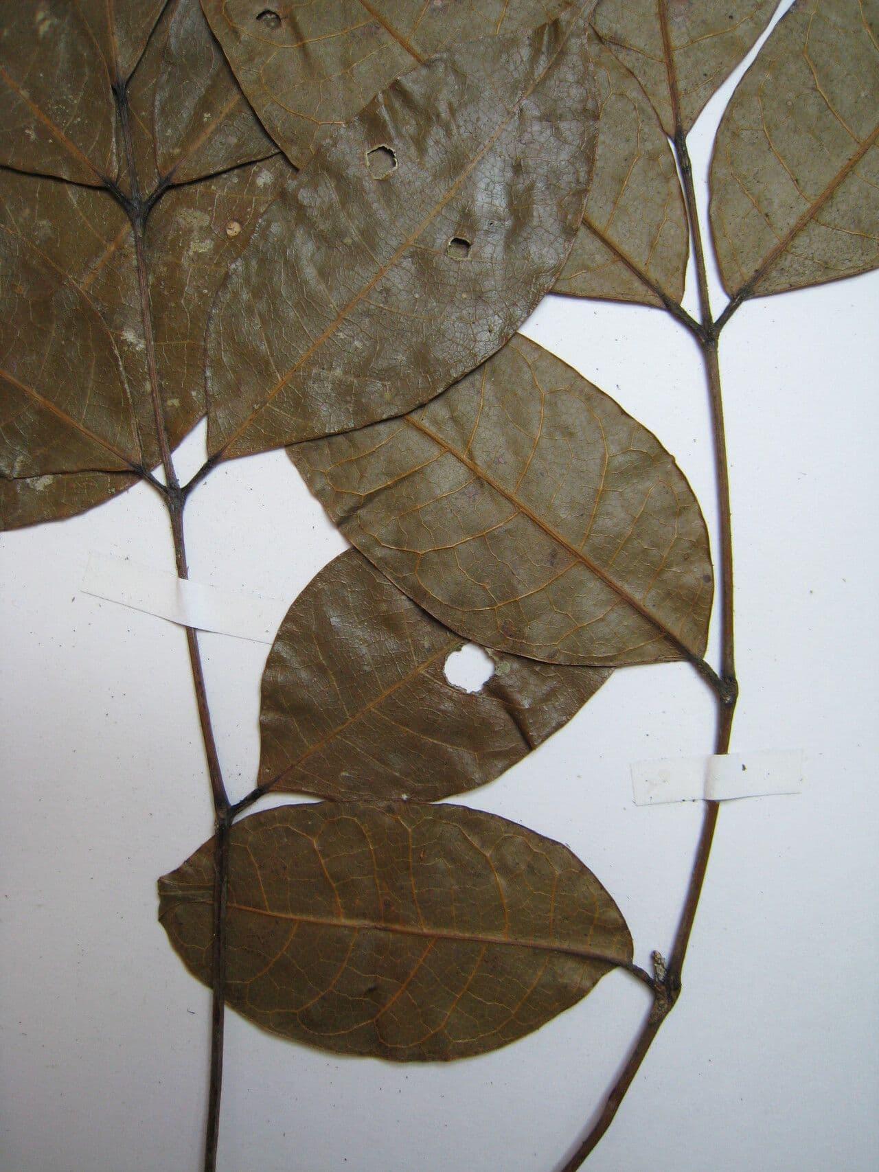 Protium divaricatum 5