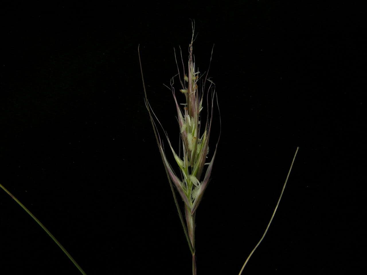 Tenaxia 2
