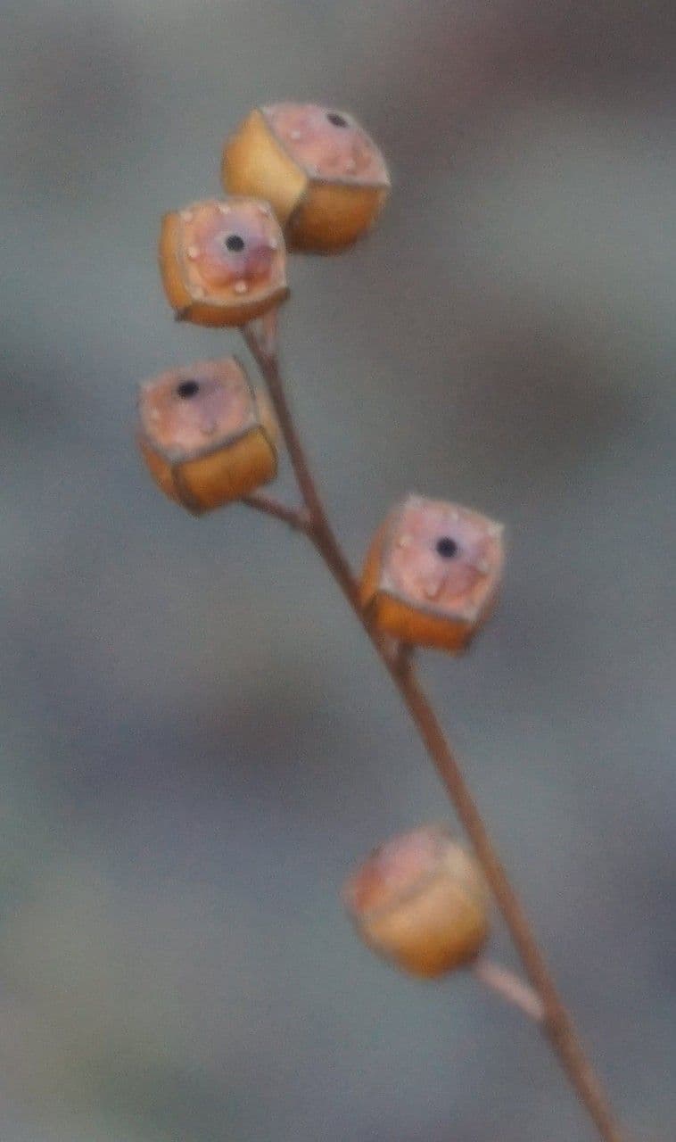 Ludwigia alternifolia