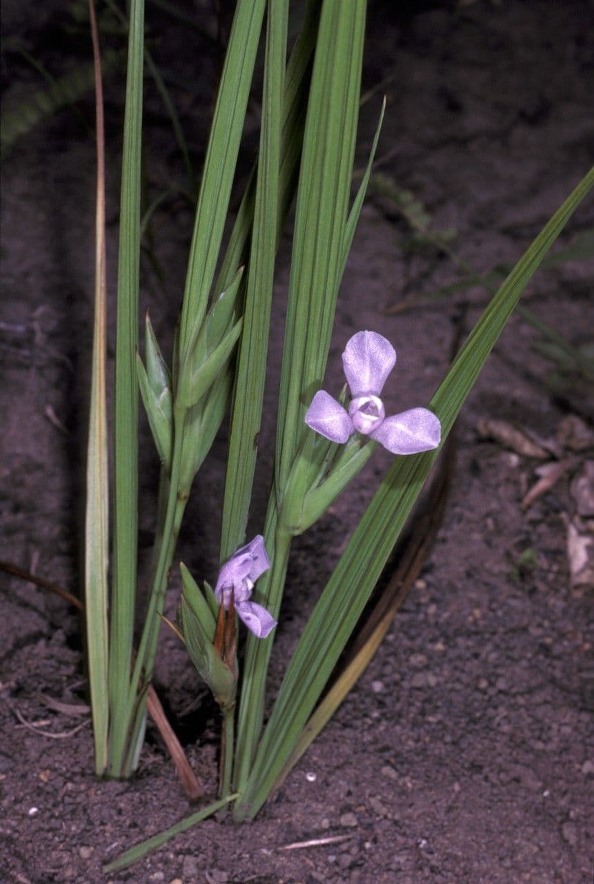Cipura 7
