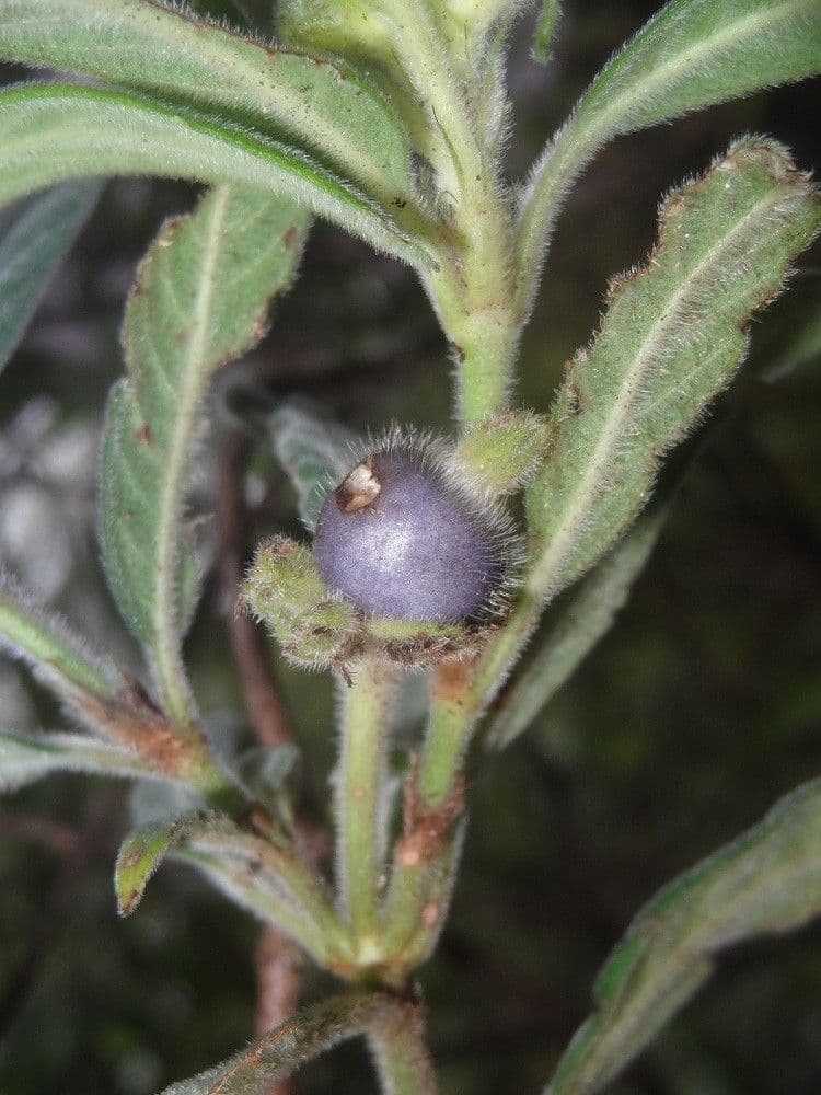 Psychotria 11