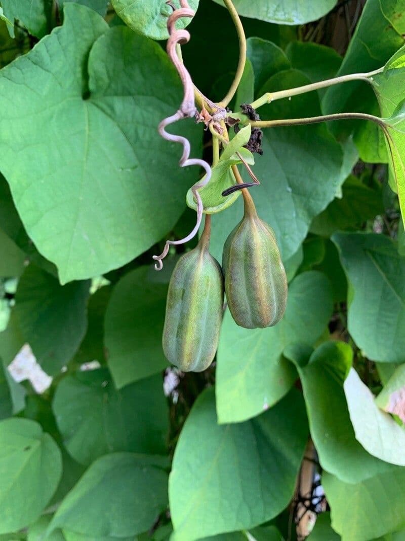 Großblättrige Osterluzei 5