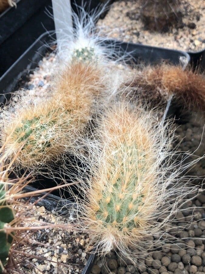 Echinocereus 2