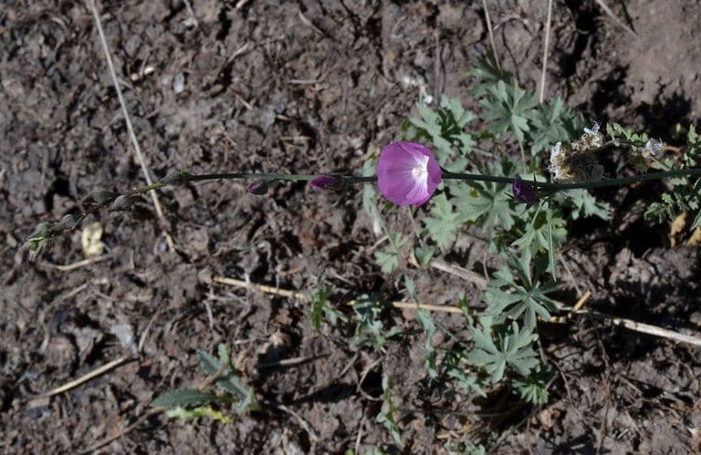 Sidalcea multifida 3
