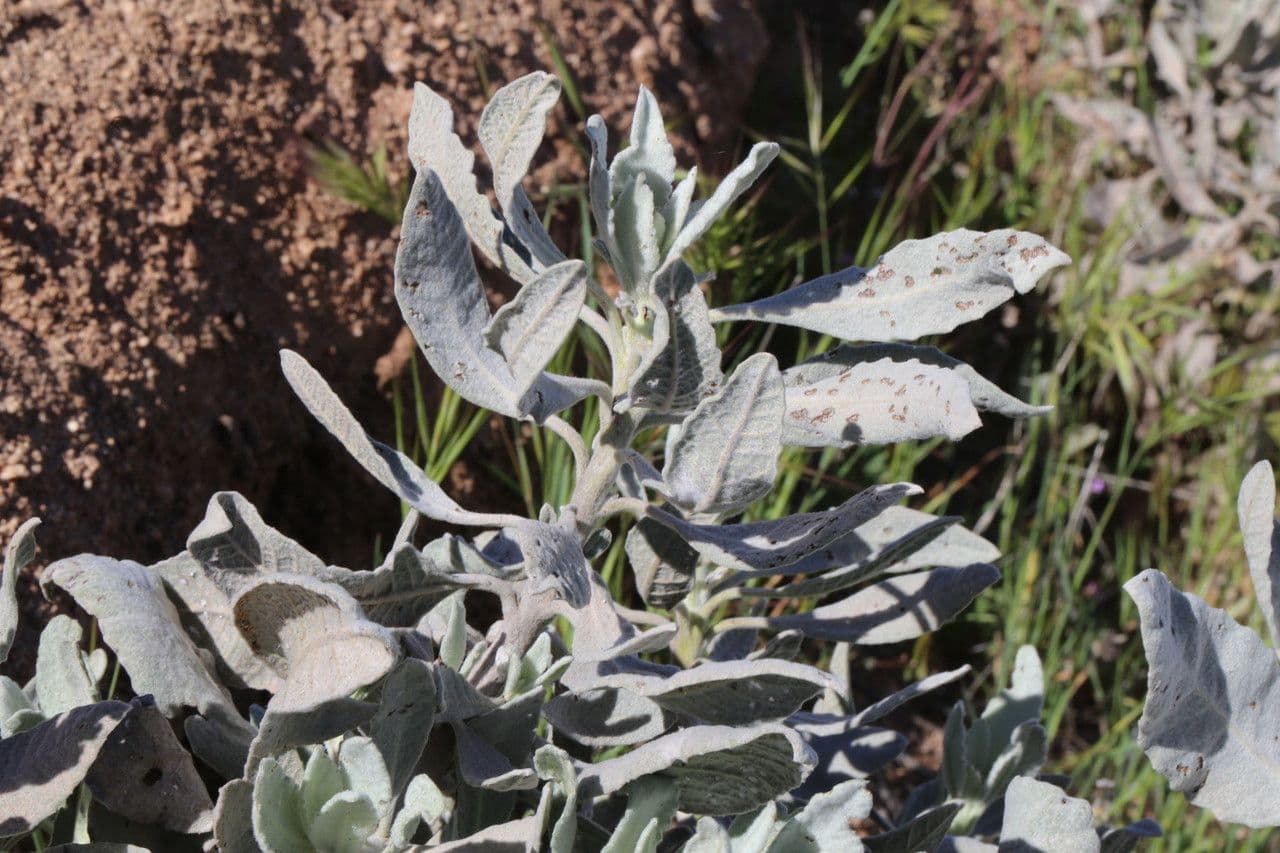 Yerba santa 7