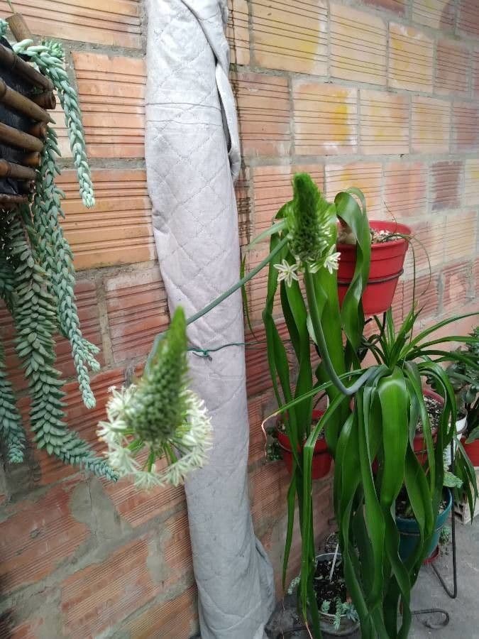 Albuca 6
