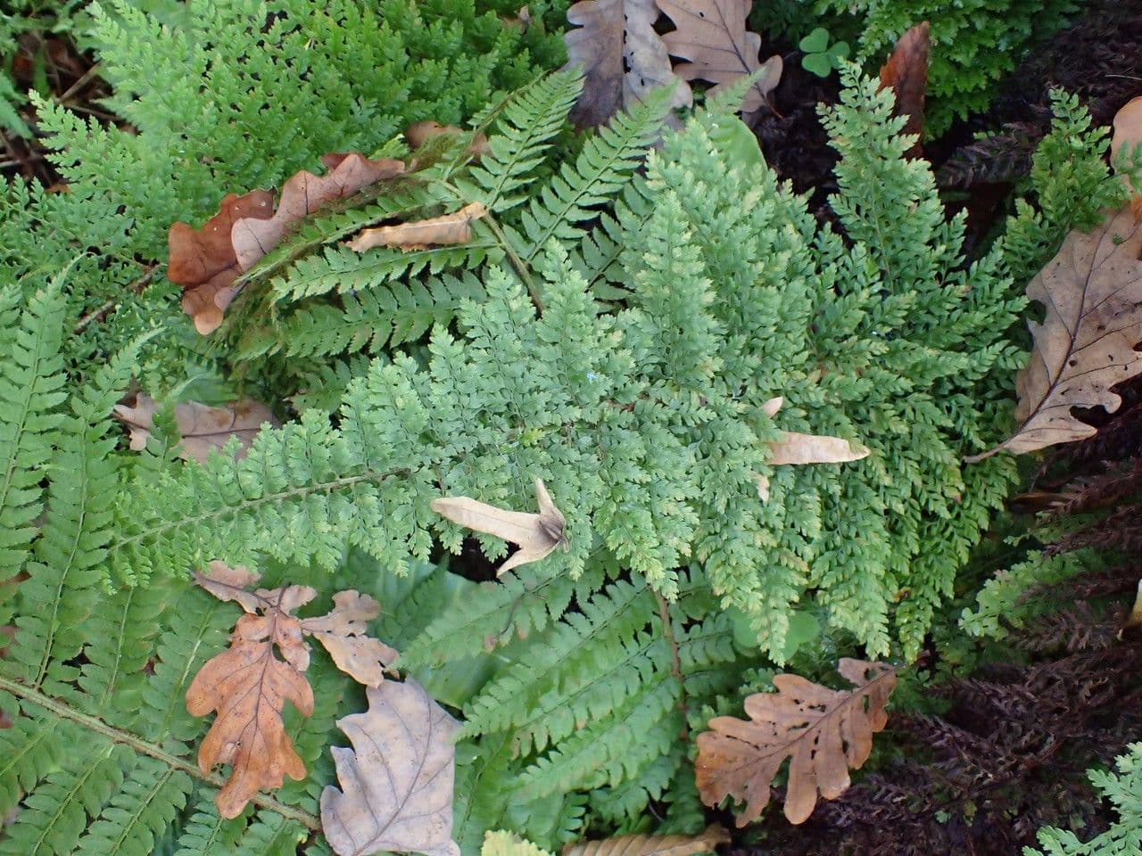 Borstiger Schildfarn 11