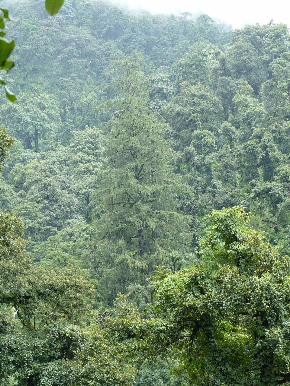 Abete di Morinda 15