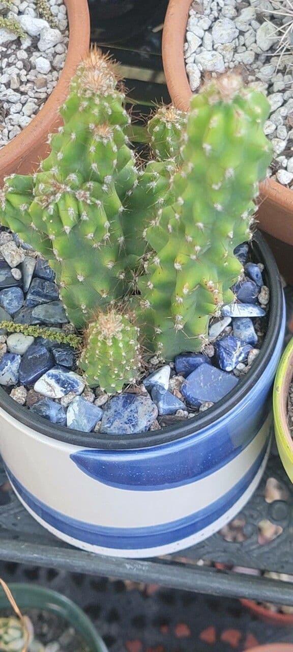 Cactus mela del Perù 23