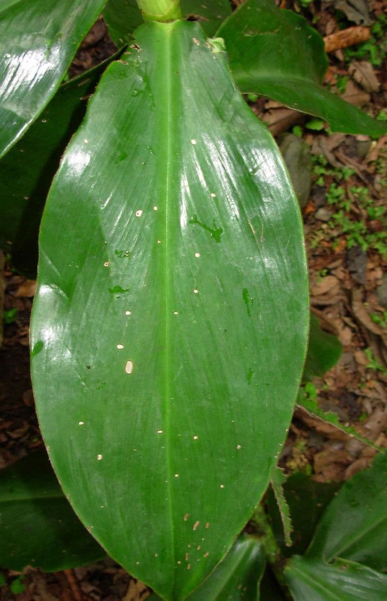Costus 9