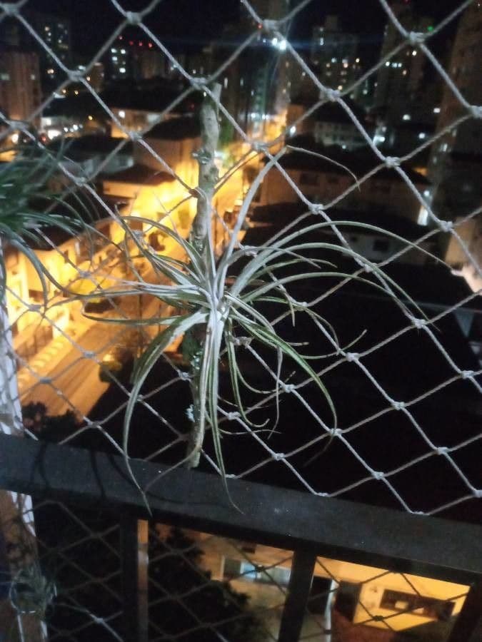 Tillandsia 7