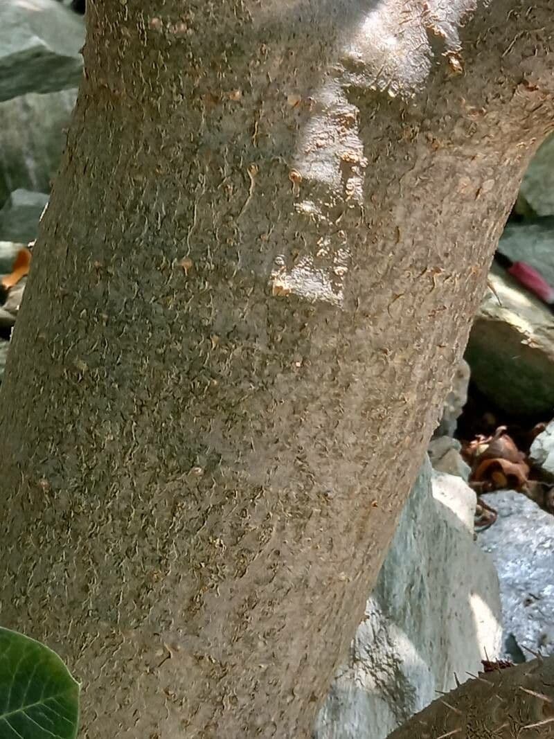 Pachypodium 17