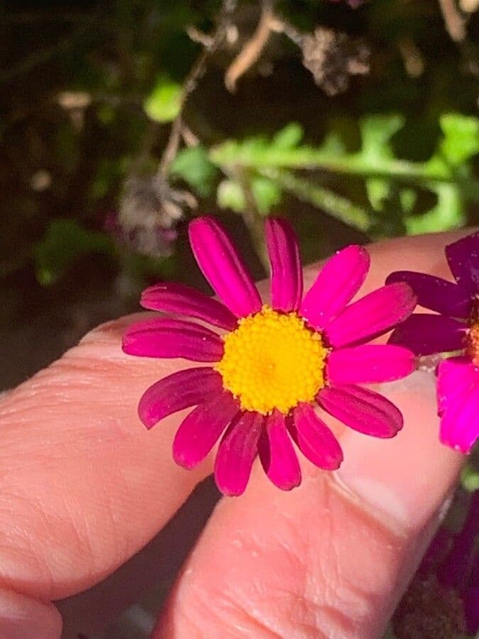 Senecio elegante 6
