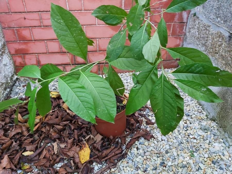 Cestrum arancione 9