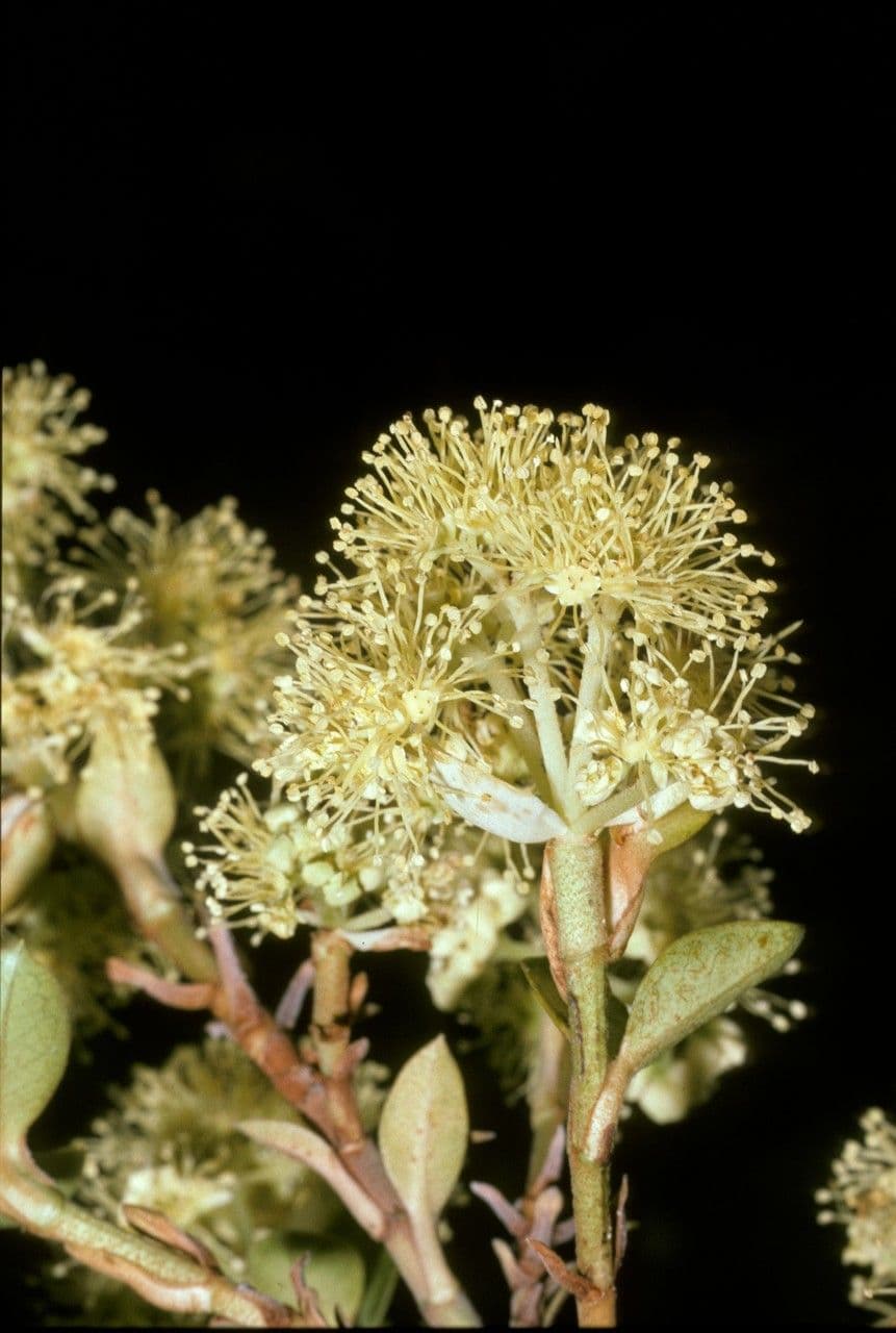 Hortenzie 3