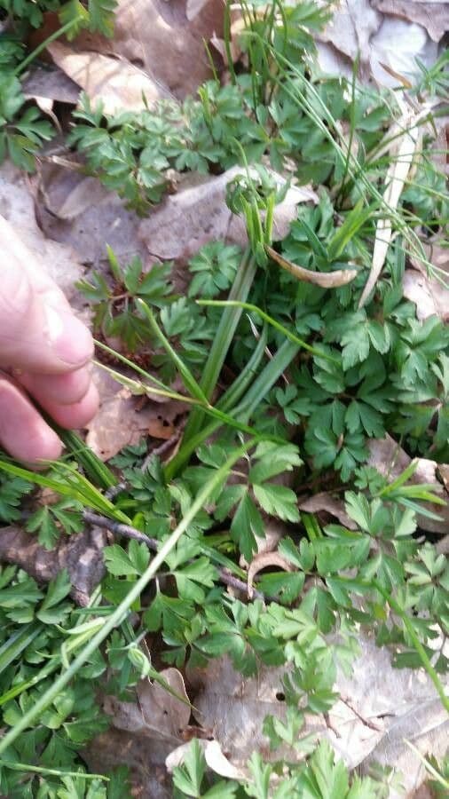 Gagea spathacea 12