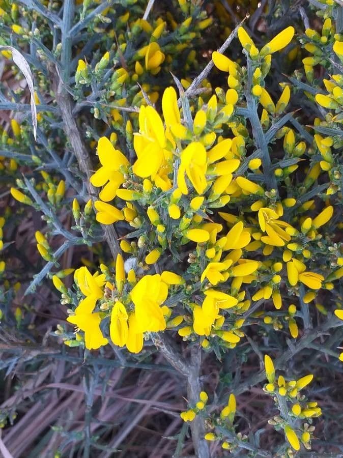 Ginestra spinosa 8
