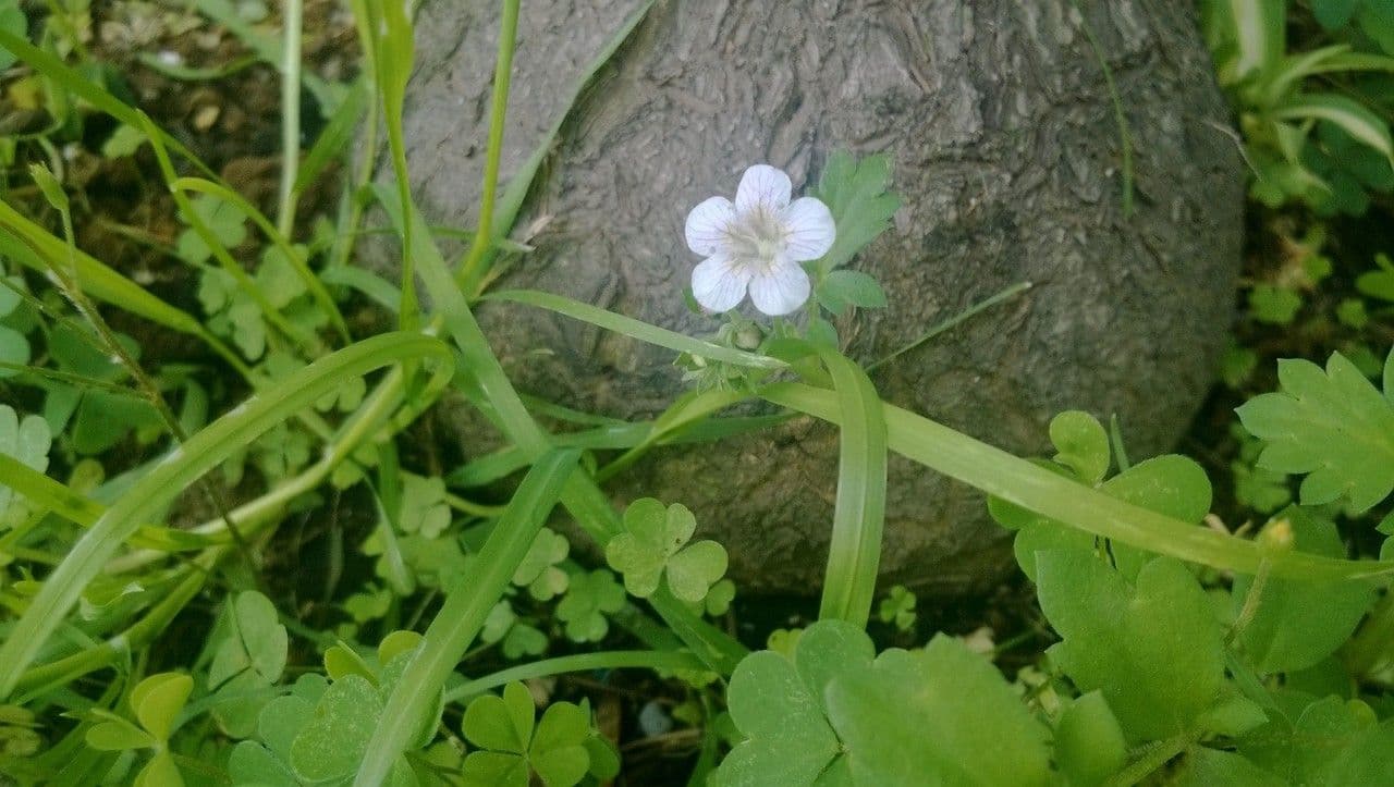 Phacelia bipinnatifida 9
