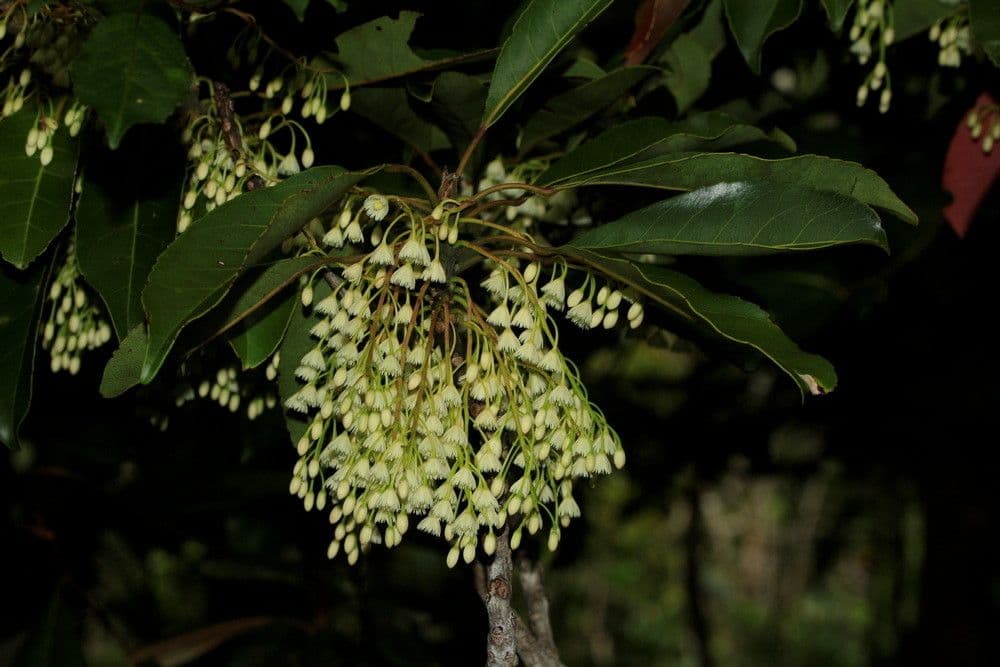 Elaeocarpus 2