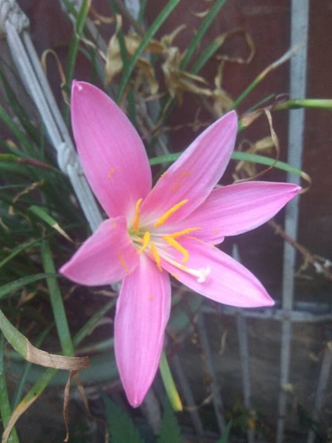 Romulée rose 6
