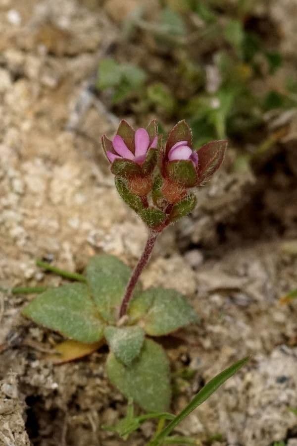 Androsace maxima 25