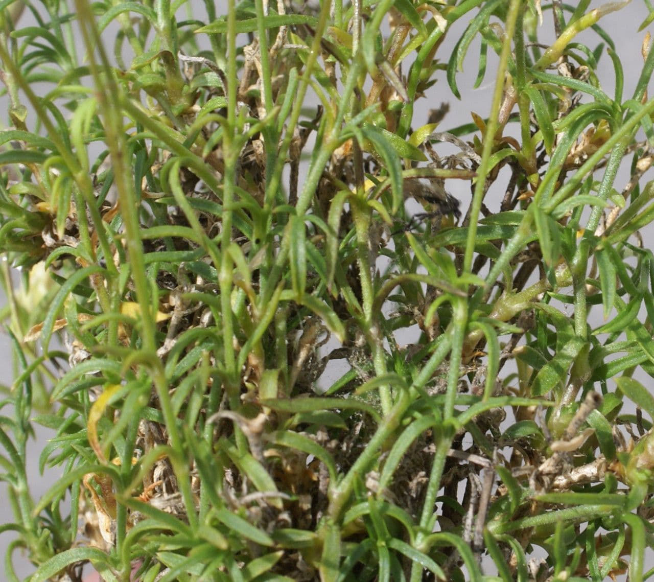 Silene saxifraga 19