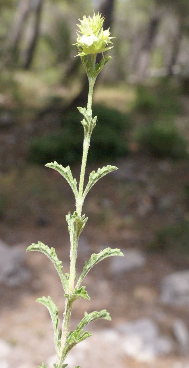 Sideritis hirsuta 18